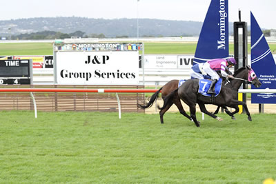 TURF PRINCE SALUTES AT MORNINGTON..